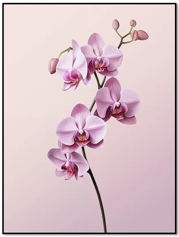 Pink Orchid Poster